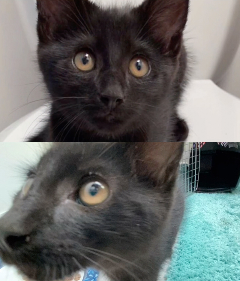 Update with photos of Loki the black kitten in his forever home