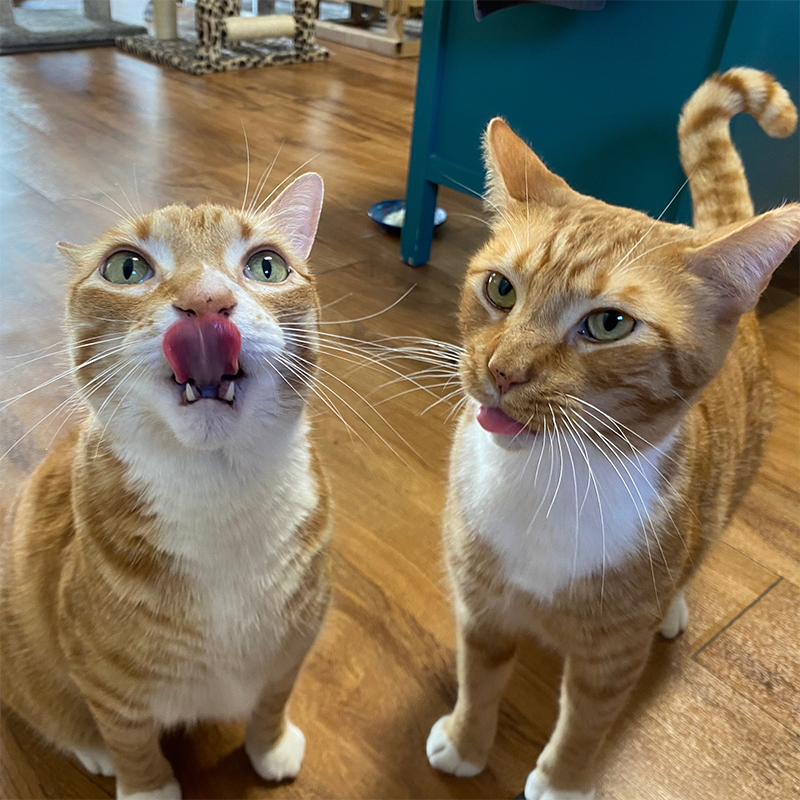 Marmalade, FIV+, Bond, tabby cats