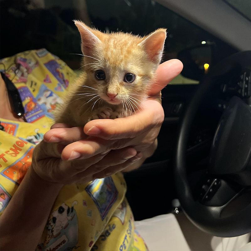 Furrr 911 rescuer saves orange kitten Milton, text for help