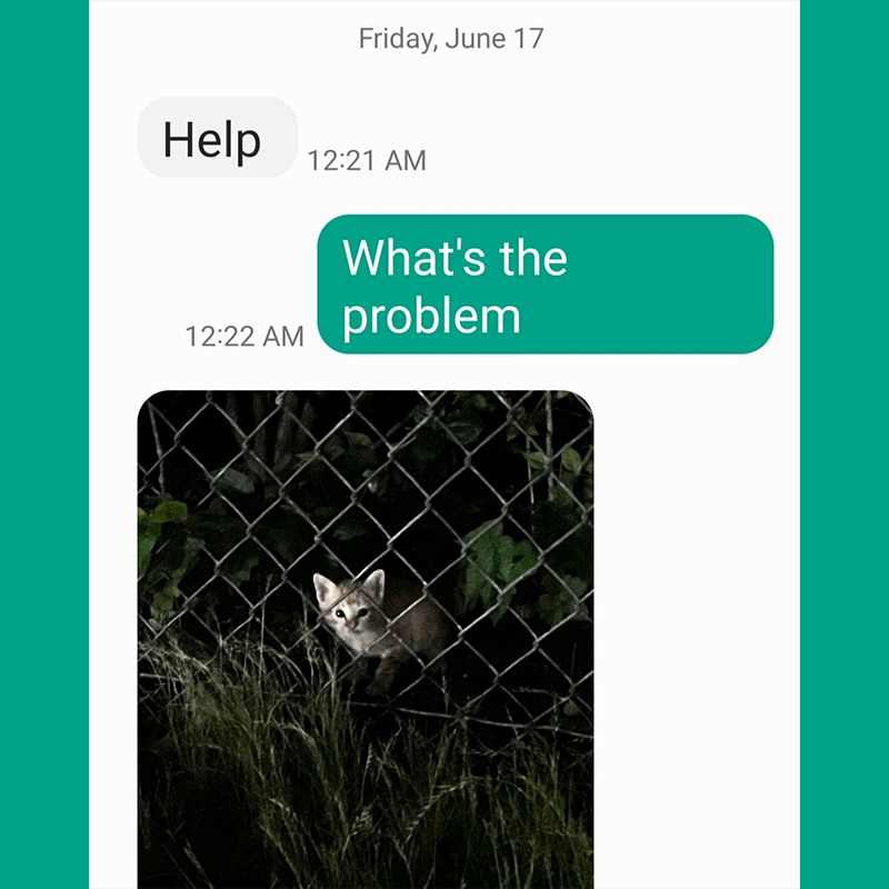 Text about lost kitten asking for help, text