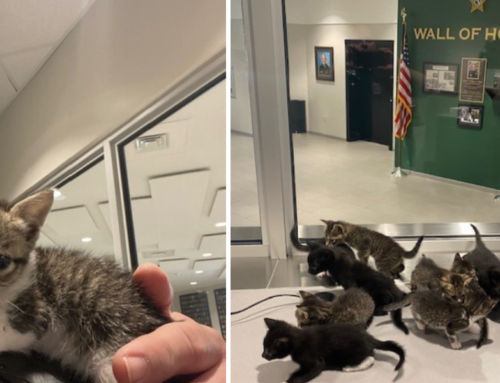 Pinellas Sheriff’s Office Gets an Adorably Fuzzy Lobby Invasion