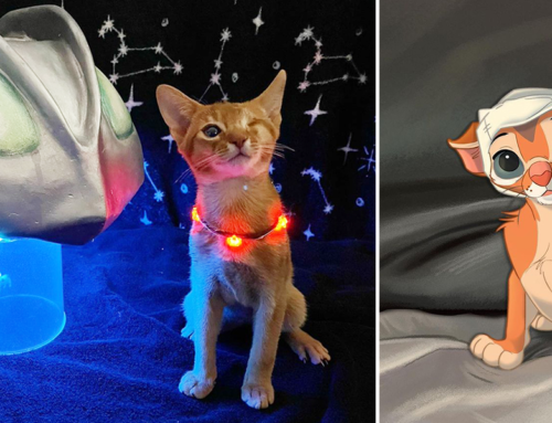 Out of This World Update on Noggin the Kitten – Where is He Now?