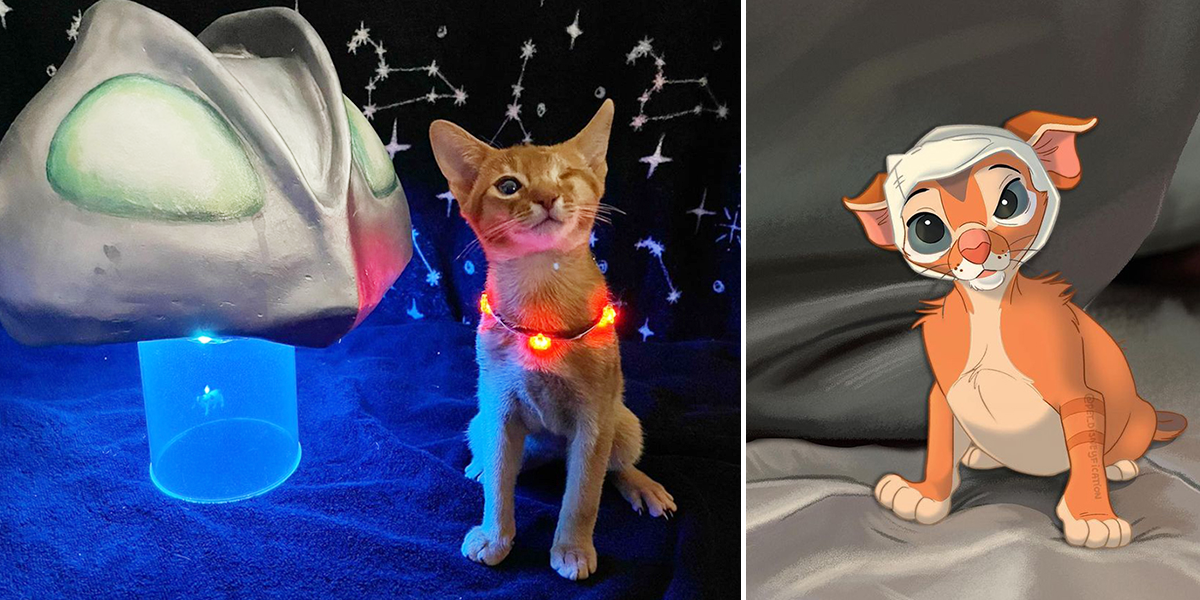Noggin, an Abyssian kitten, The Cat from Outer Space