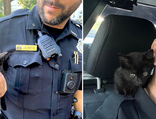 Police Officer Saves Tiny Black Kitten From Jeep Engine, Then Another Officer Adopts Her