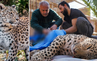 Persian Leopard, Plinga Batifa, Kurdistan