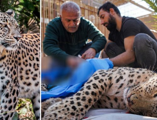 Rescuers Race To Save Extremely Rare Persian Leopard Caught in Trap