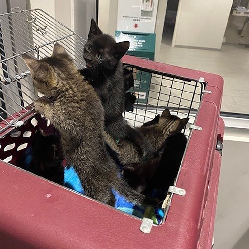 kittens coming out of crate in police station