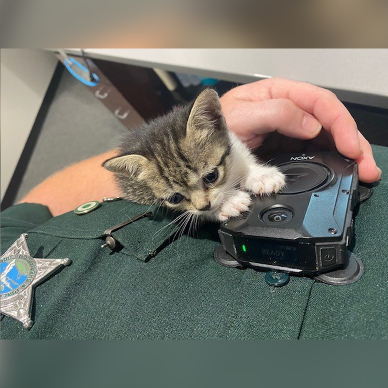 Pinellas County Sheriff's Office, kittens
