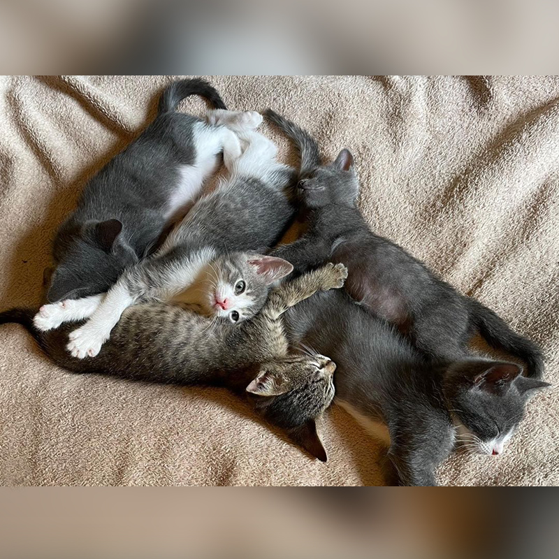 Suncoast Animal League Kittens