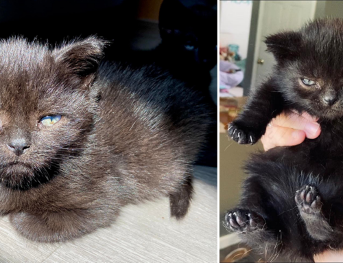 Foster Kitten Pluto Is ‘Incredibly Inconvenienced by Being Rescued’