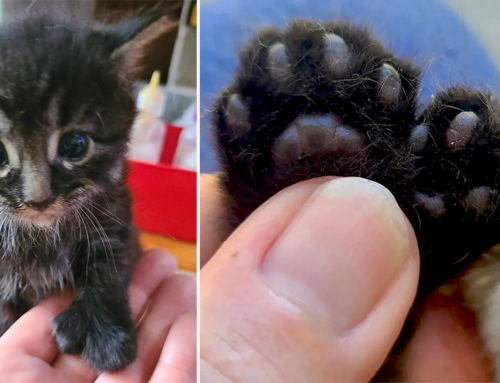 Rescue Saves Adorable Polydactyl Kitten with ‘Incredibly Huge’ Paws
