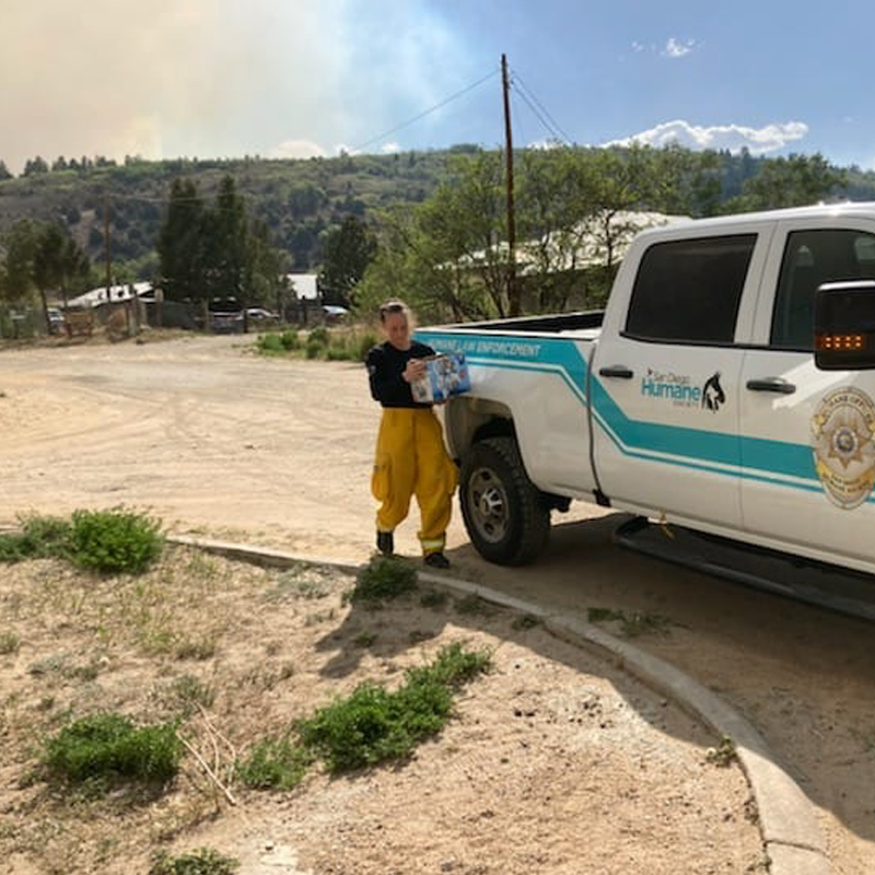 Summer, San Diego Humane Society, New Mexico fires
