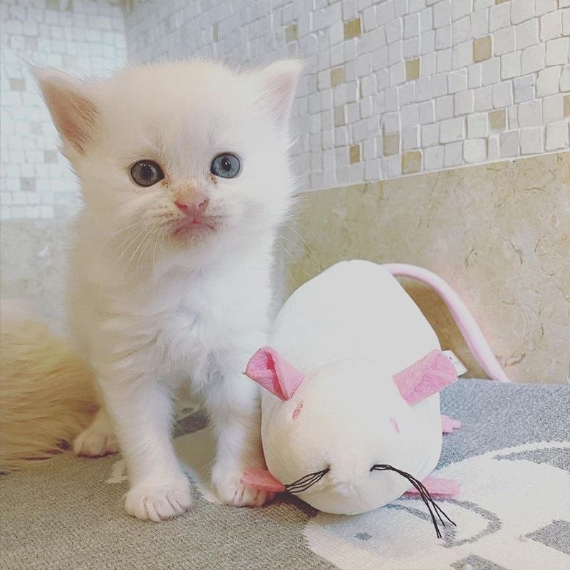 Kitten with Ralphie Rat toy