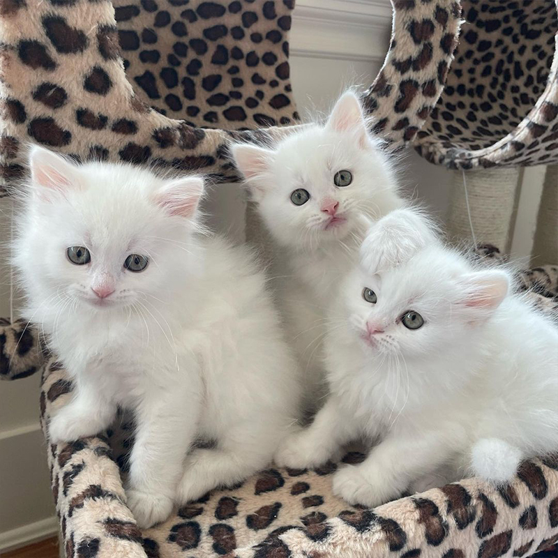 The Marshmallows, three white kittens