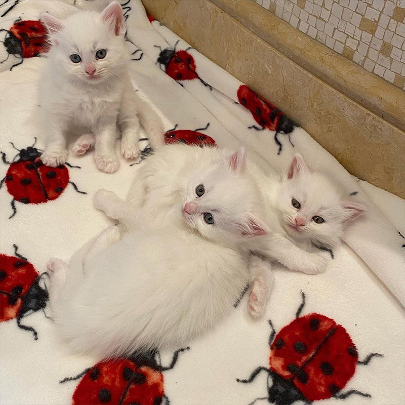 Kittens on a blanket with ladybugs, Marshmallows