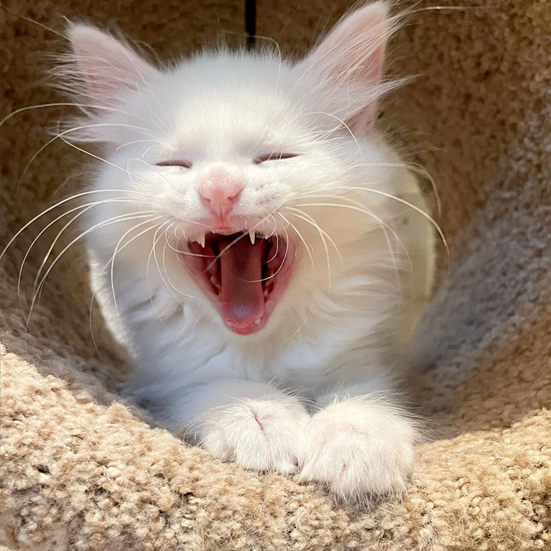 CoCo kitten seems to laugh