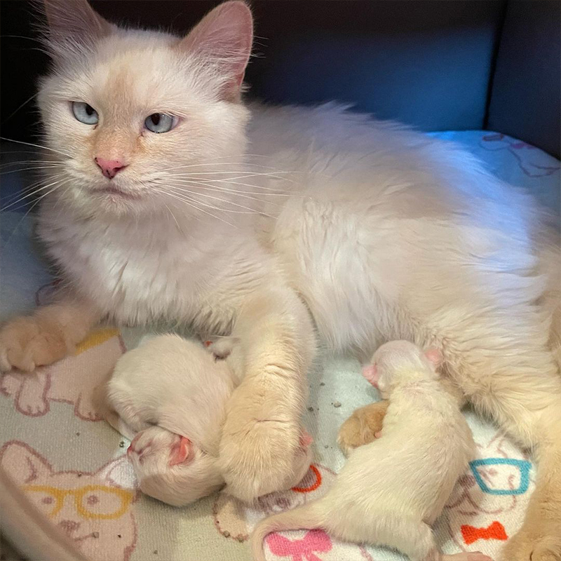 Stella Marshmallow with her three newborn kittens