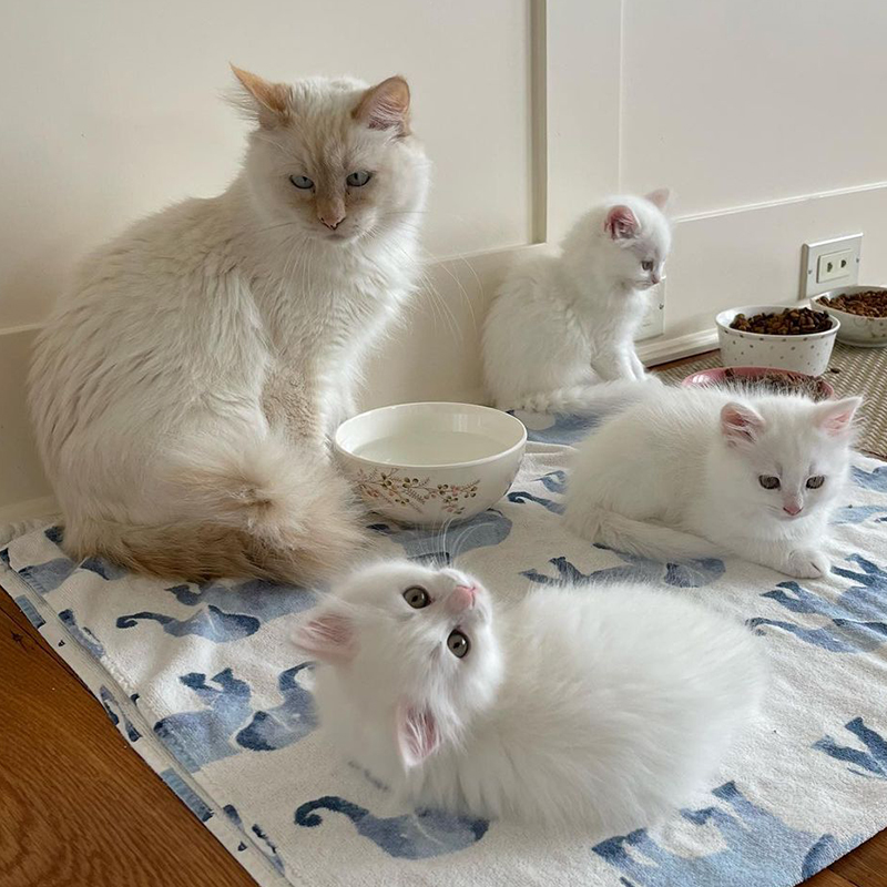 The Marshmallow kittens with their mom Stella, Marshmallows