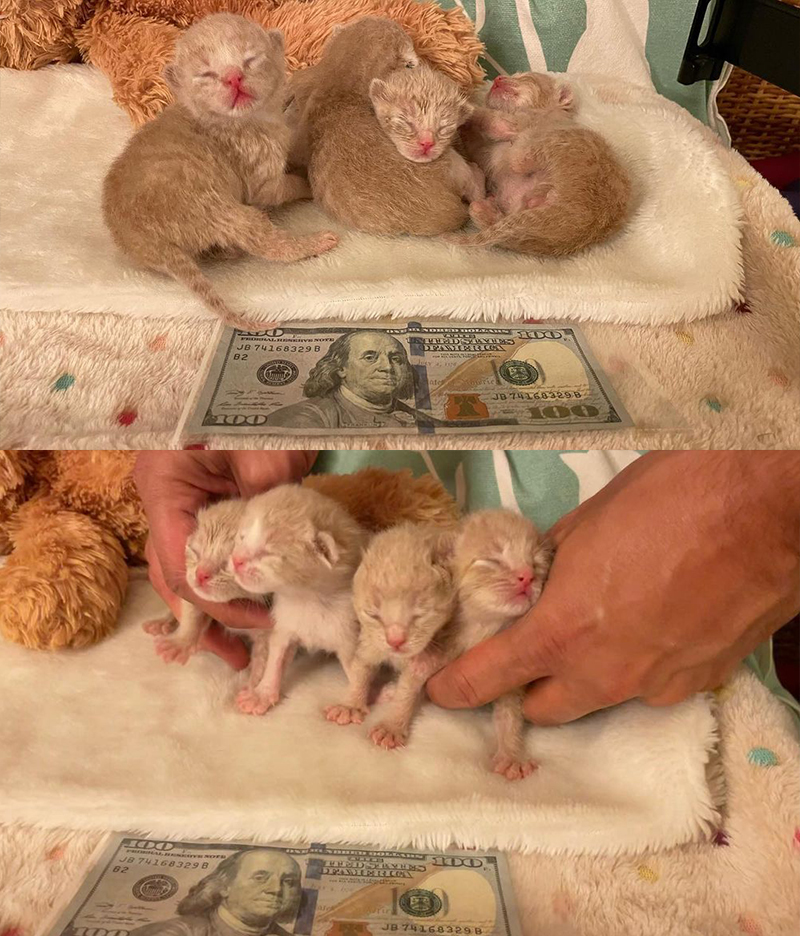 The Roys, kittens, with Benjamin 100 bill