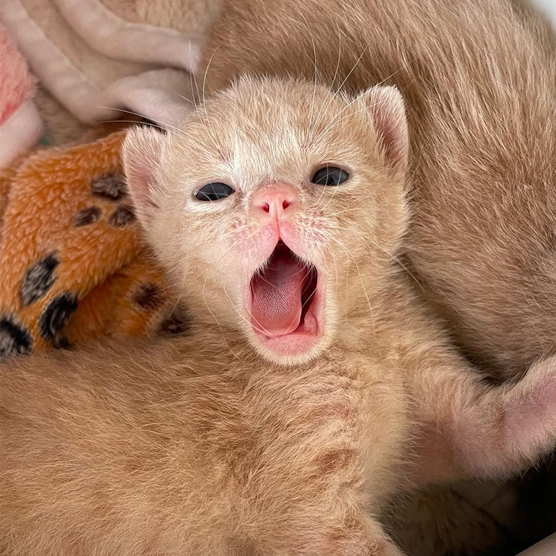 Yawning kitten