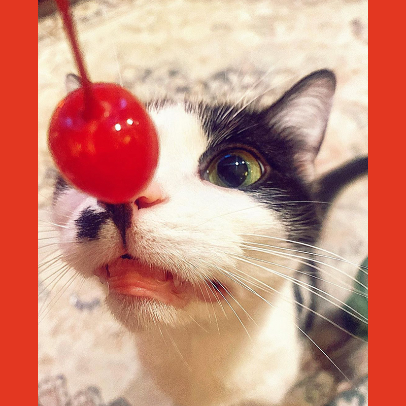 Cherry on top of cat's nose