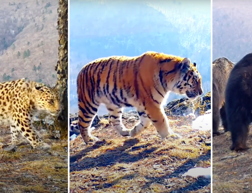 Russian Trail Cam Parade of Animals – AKA Places Not to Hike