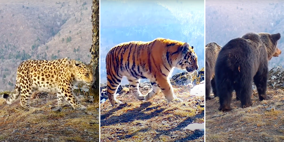 Primorye, Russia trail cam, Amur leopard, Amur tiger, Siberian bear