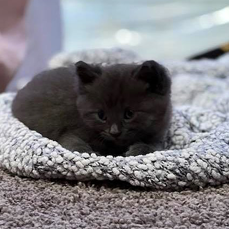 Small kitten found in Lebanon Post, Ohio