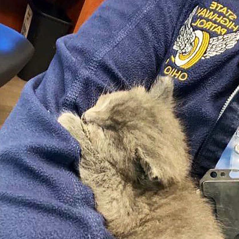 Kitten named Trooper, Ohio