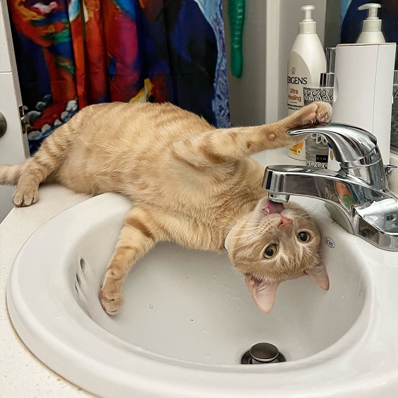 Ziggy takes a drunk upside down from sink