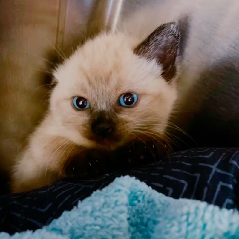cute rescued kitten
