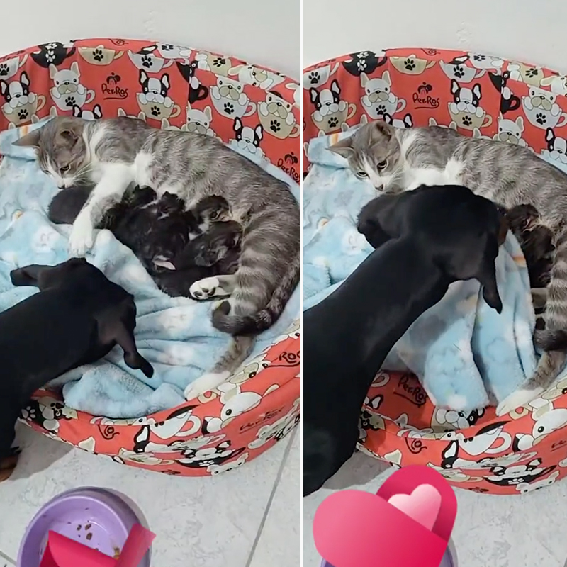 dachshund puts kittens to bed with fuzzy blanket
