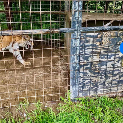 After Years of Torment, Elderly Lioness and Her Big Cat Sisters Find Peace