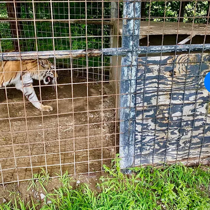 Tiger via Turpentine Creek Wildlife Refuge 