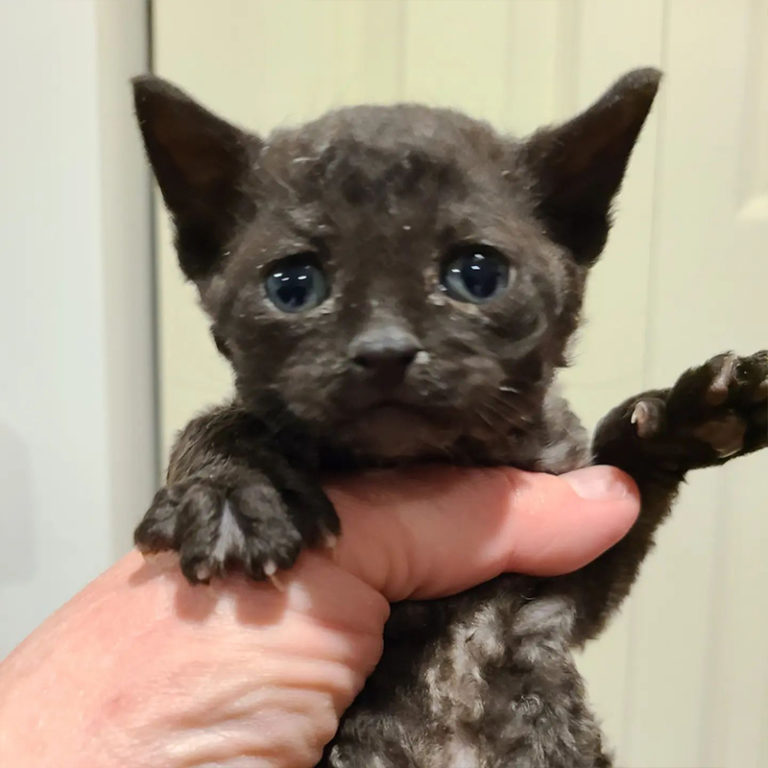 Rescue Saves Adorable Polydactyl Kitten with 'Incredibly Huge' Paws