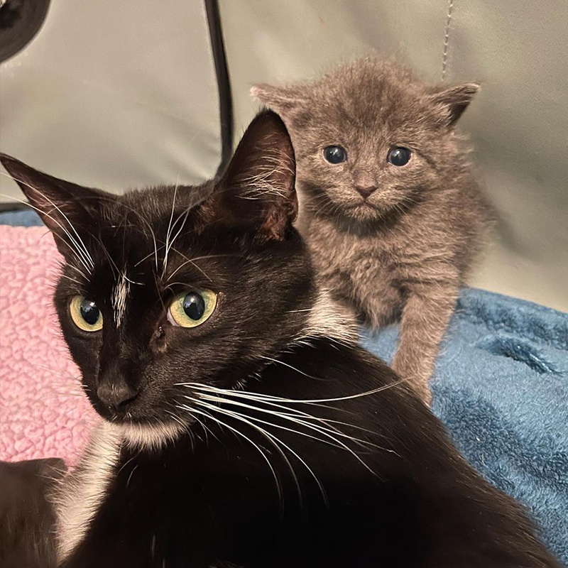 Mama cat with grey kitten