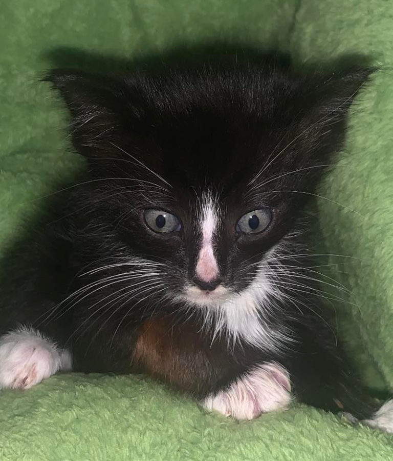 'Like a Scene Out of The Lion King' - Rescuers Save Cornelius the Kitten