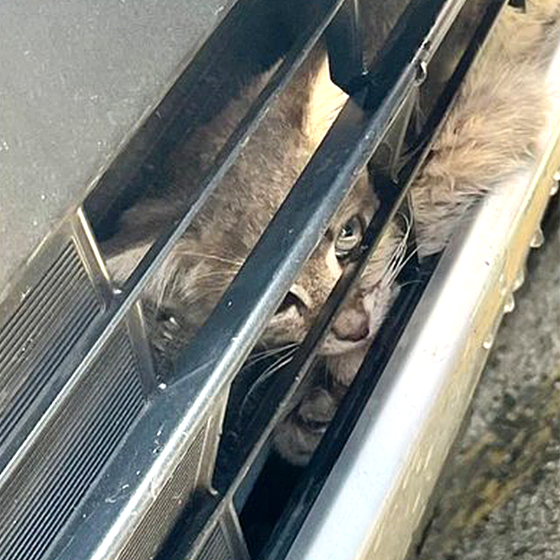 kitten stuck in a vehicle 