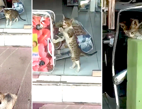 Mama Cat Cries for Kitten Stuck Inside a Store, Then Good Samaritan Arrives