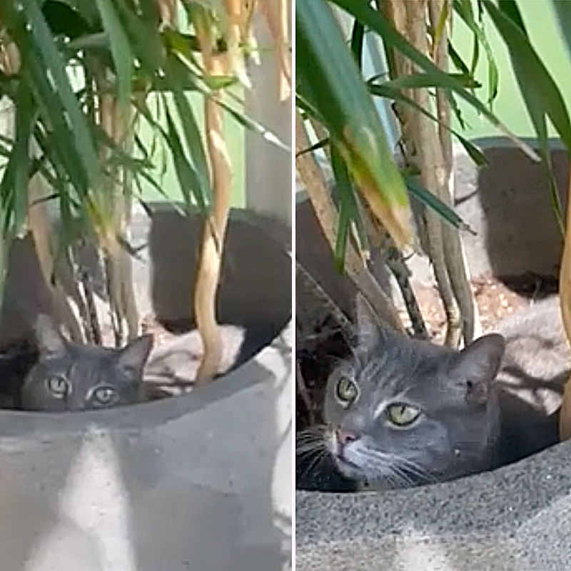 Cat hiding in plant, Waldo
