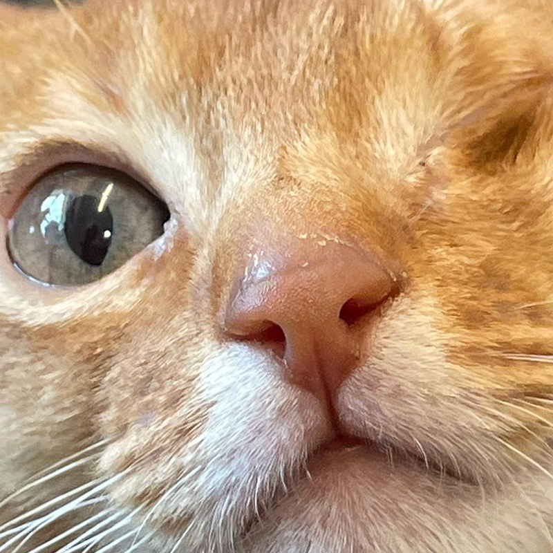 Kitten close-up