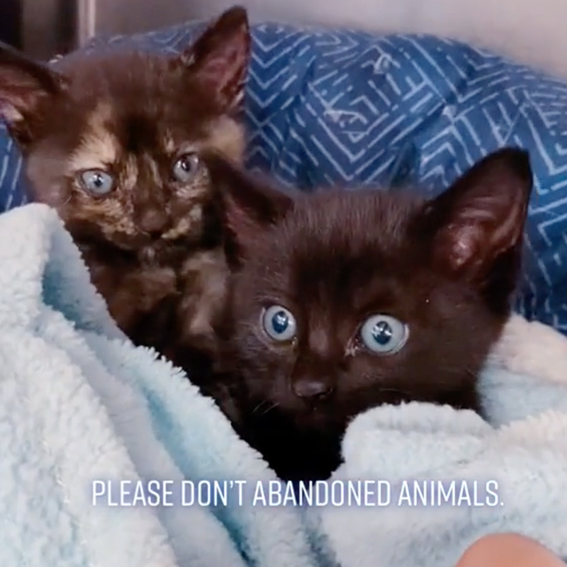 two kittens in blue blanket