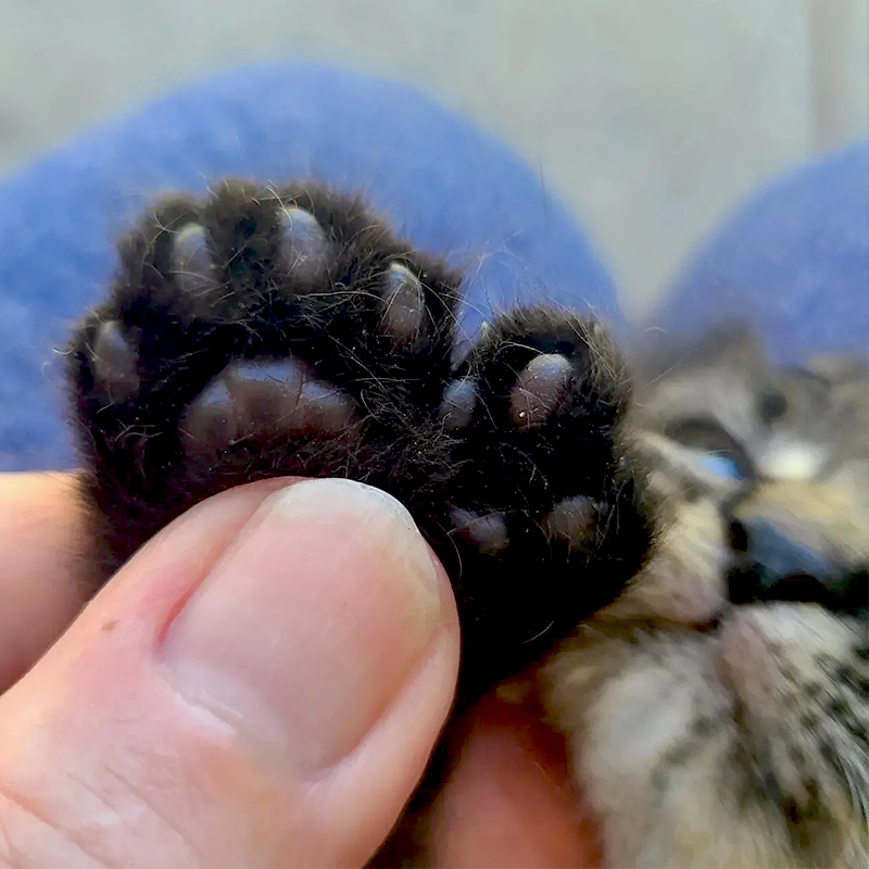 kitten with huge paws