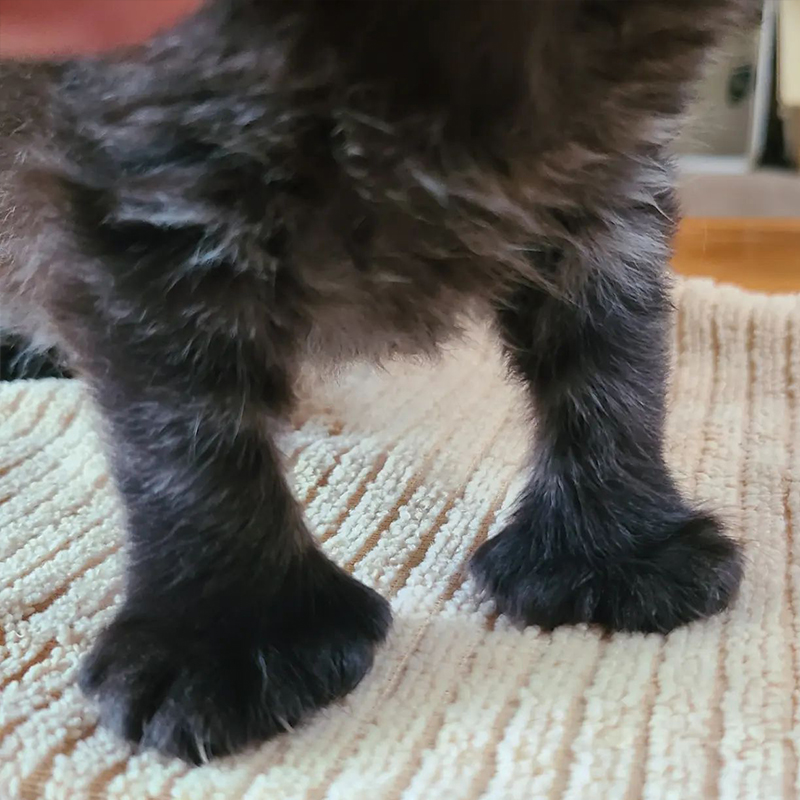 Kitten with huge paws
