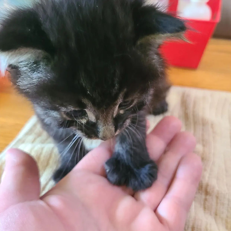Kitten puts big paw in hand