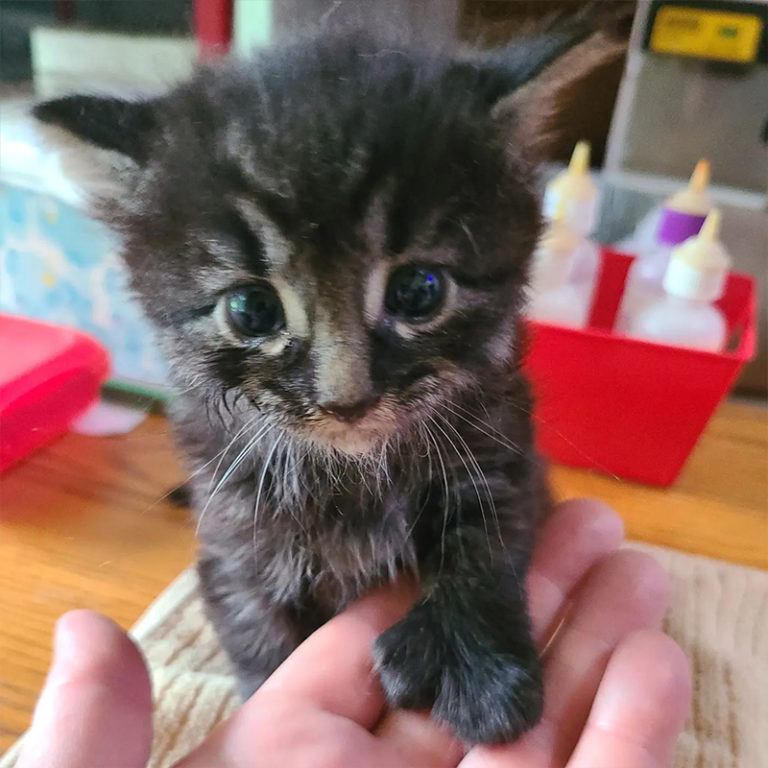 Rescue Saves Adorable Polydactyl Kitten with 'Incredibly Huge' Paws