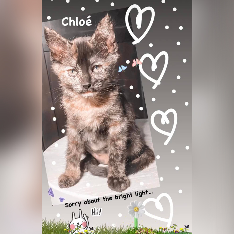 Chloe kitten