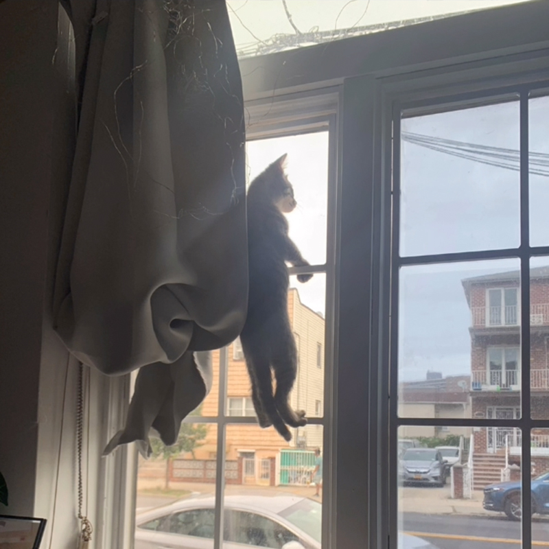 Kitten looks out perches on window frame