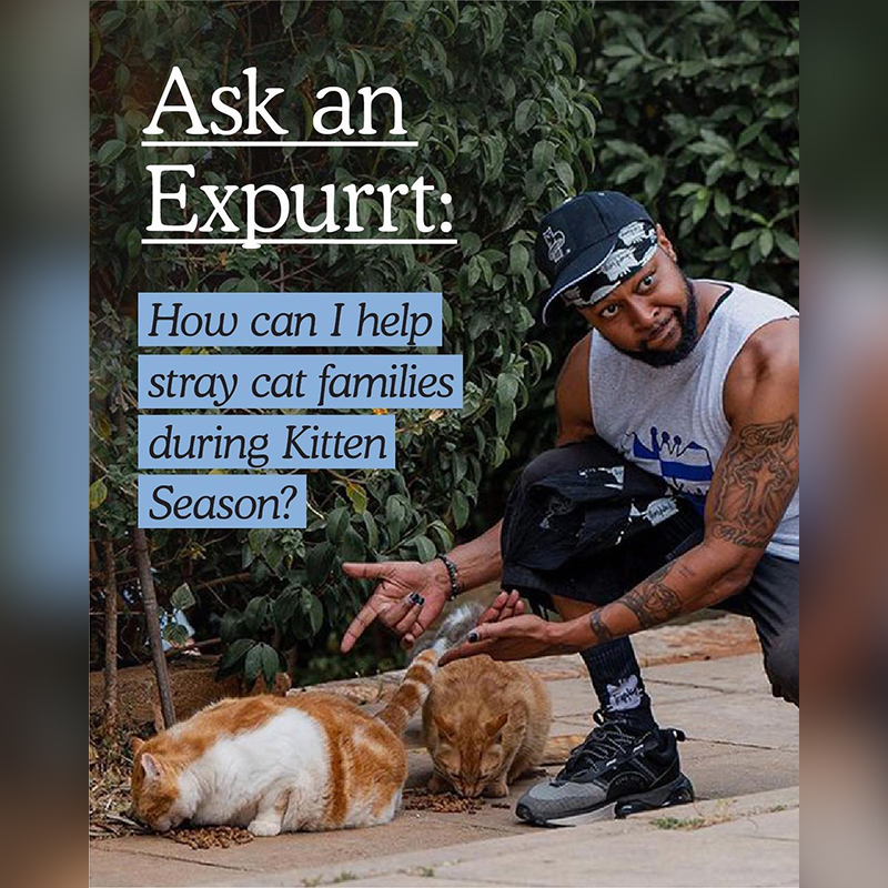 Sterling TrapKing Davis, Ask and Expurrt series, Cat Person