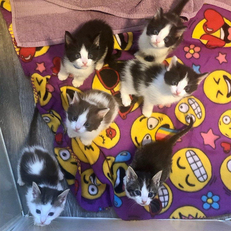 The Appetizer Kittens